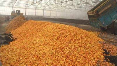柑橘果皮資源化、無害化處理方法